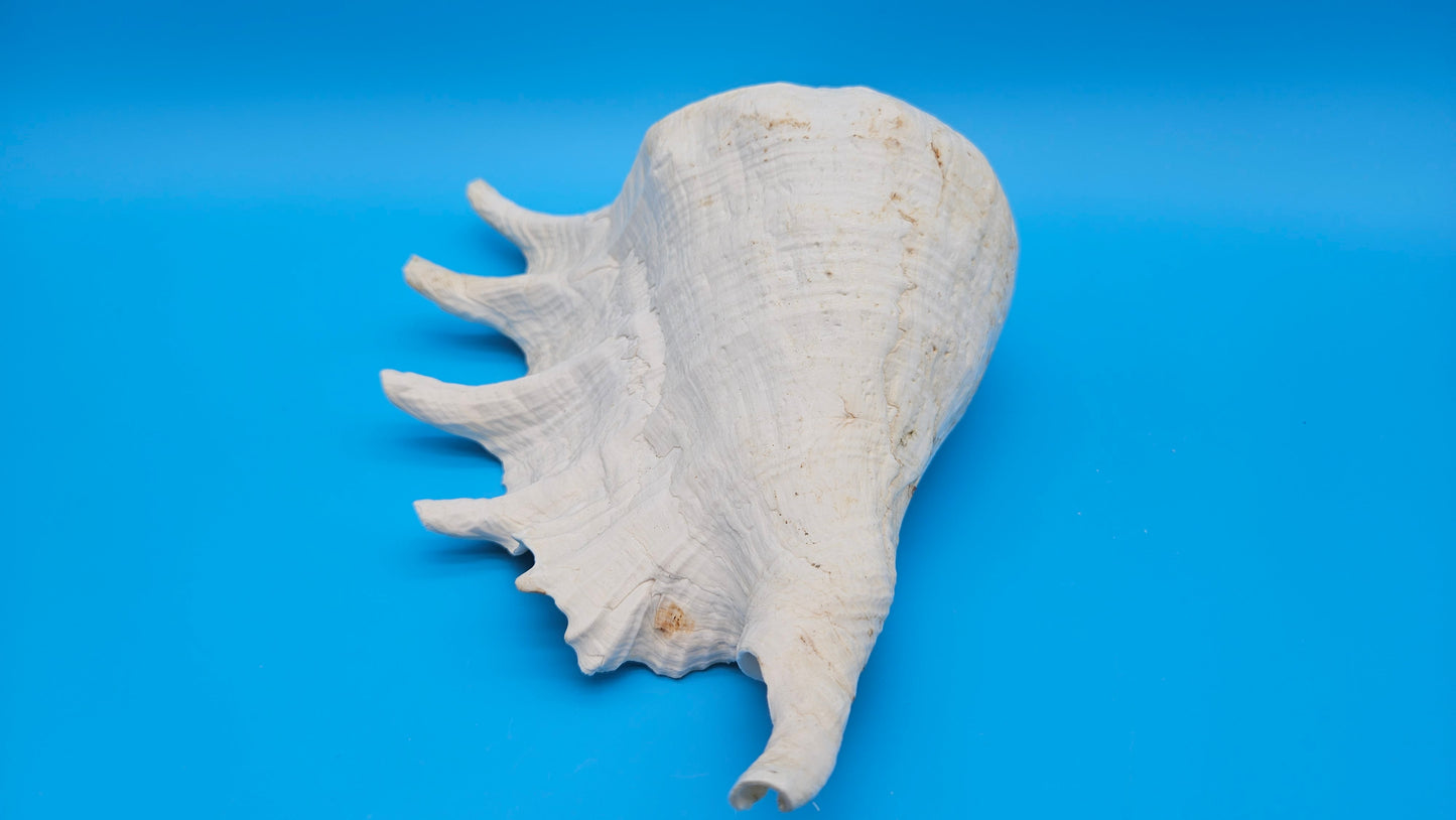White Lambis Truncata Shell (Lambis truncata) – 12"