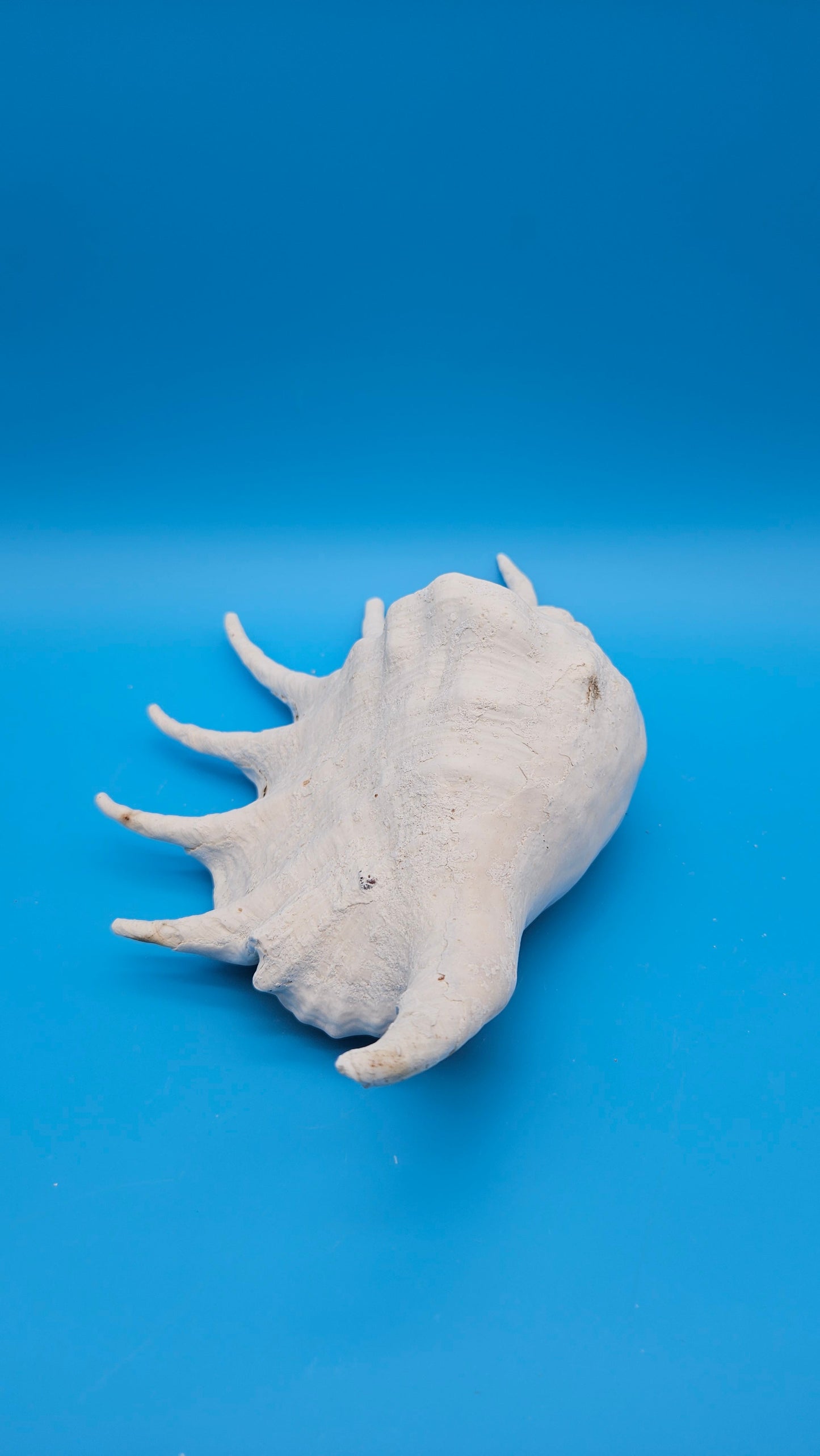 White Lambis Truncata Shell (Lambis truncata) – 11.75"