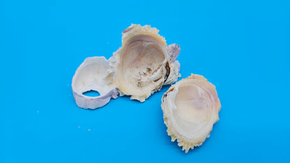 Barnacle with Jewel Box Shell Display – Premium Coastal Decor Specimen 3x2x1.5