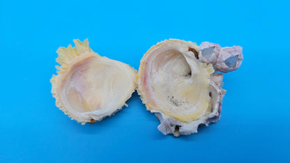 Barnacle with Jewel Box Shell Display – Premium Coastal Decor Specimen 2x1.8x1