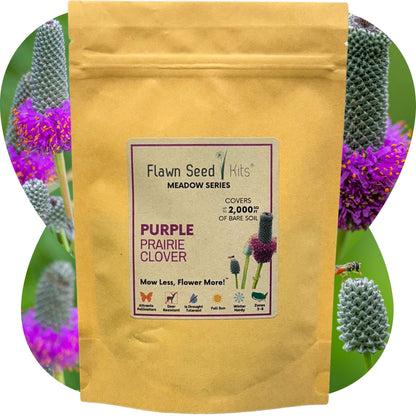 Purple Prairie Clover Seed