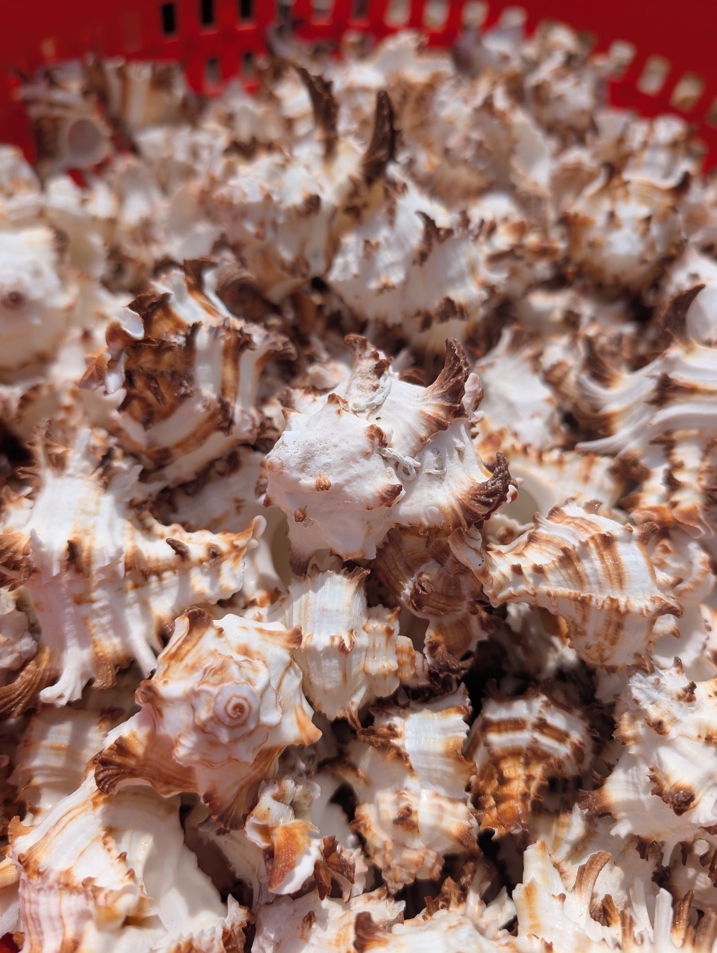 Brown & White Murex Endive Shells (Hexaplex cichoreum)