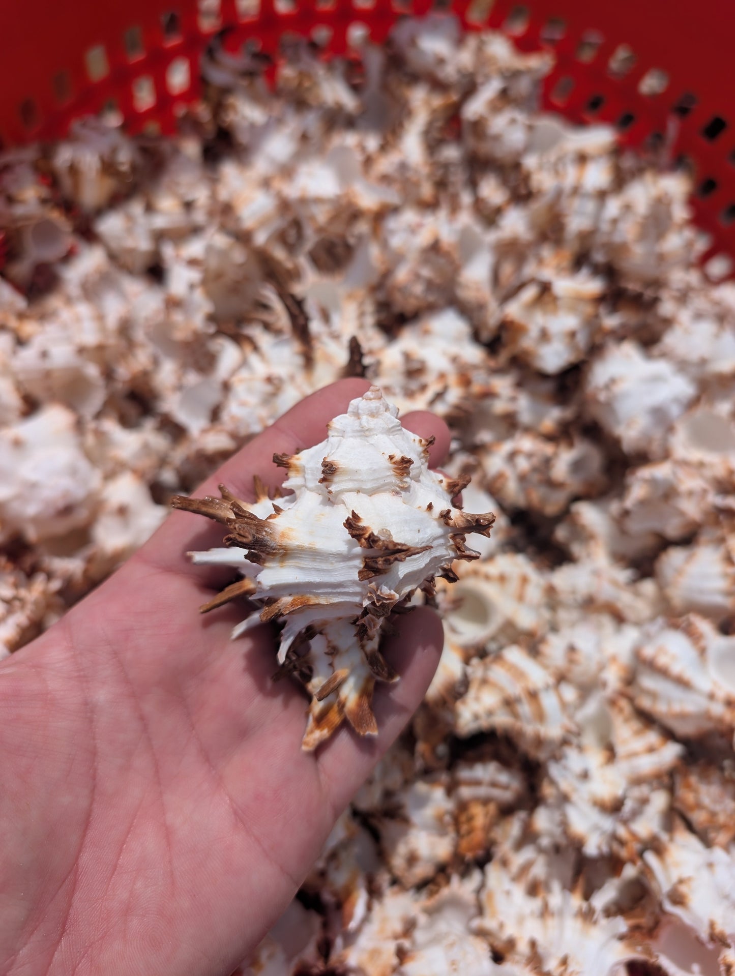 Brown & White Murex Endive Shells (Hexaplex cichoreum)