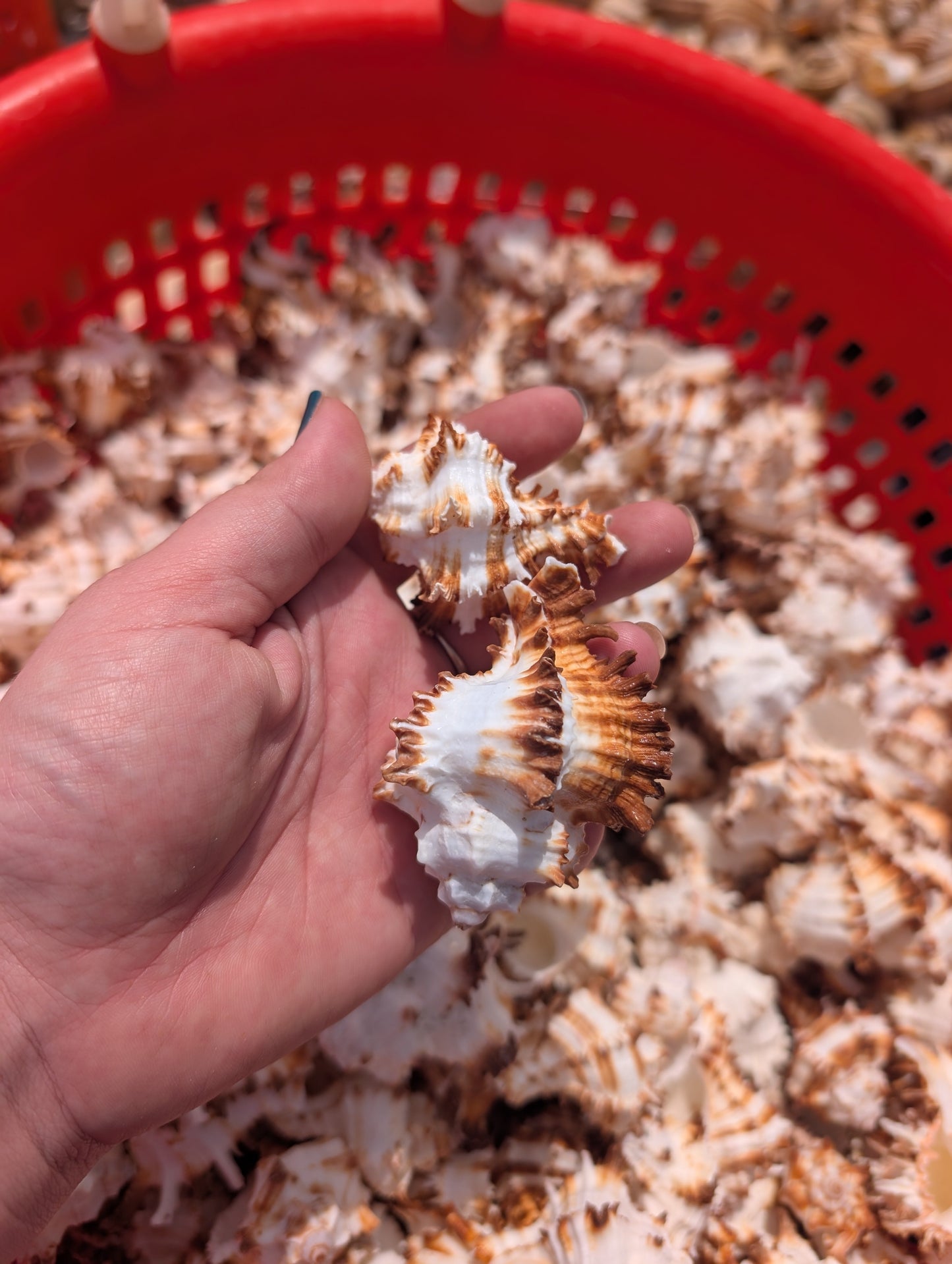 Brown & White Murex Endive Shells (Hexaplex cichoreum)