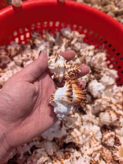 Brown & White Murex Endive Shells (Hexaplex cichoreum)