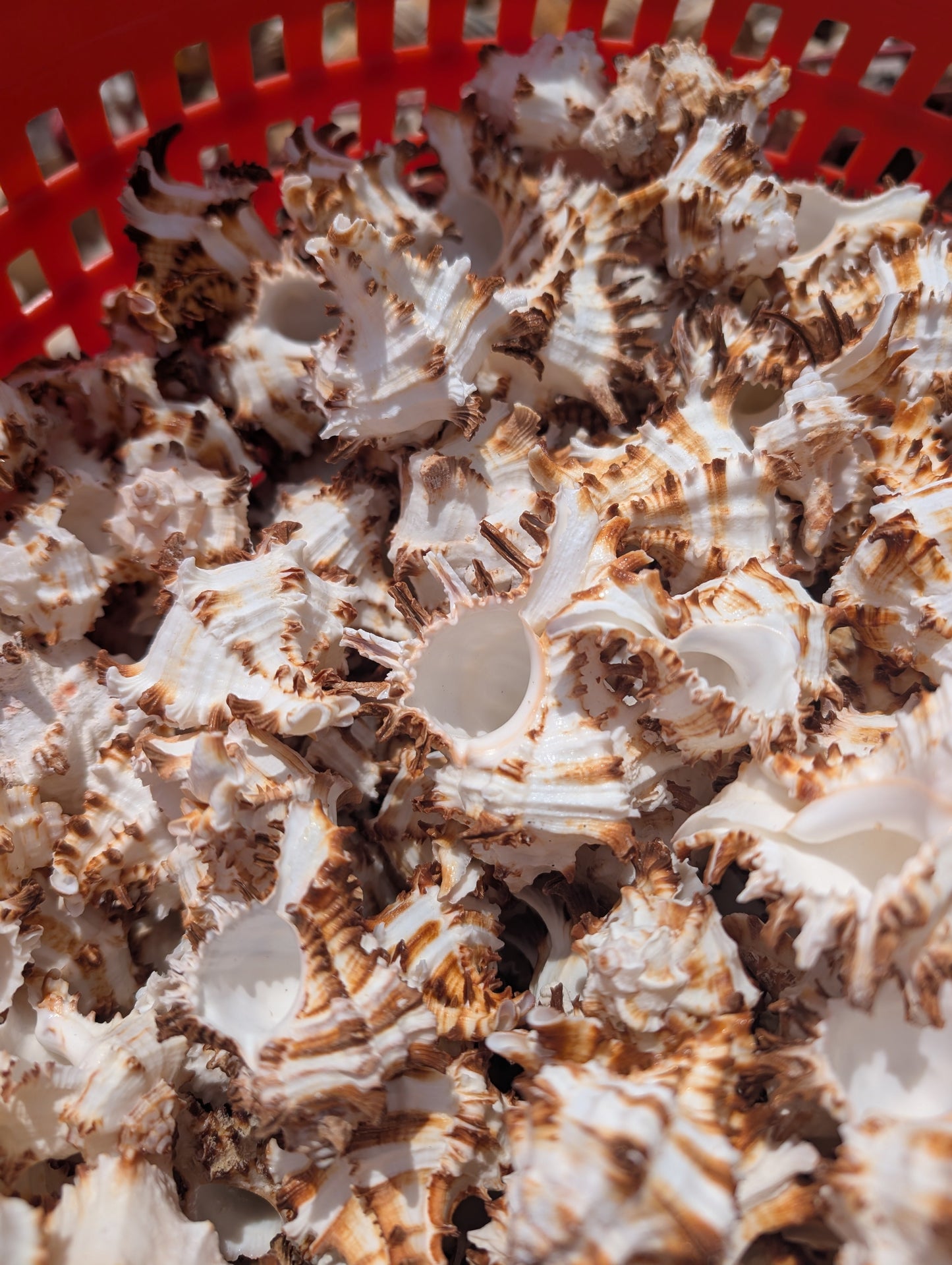 Brown & White Murex Endive Shells (Hexaplex cichoreum)