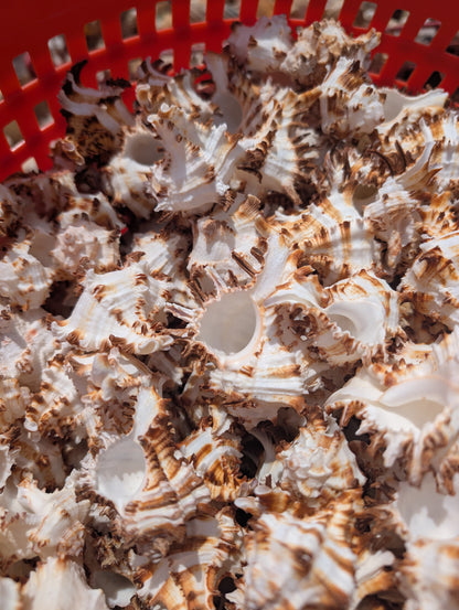 Brown & White Murex Endive Shells (Hexaplex cichoreum)