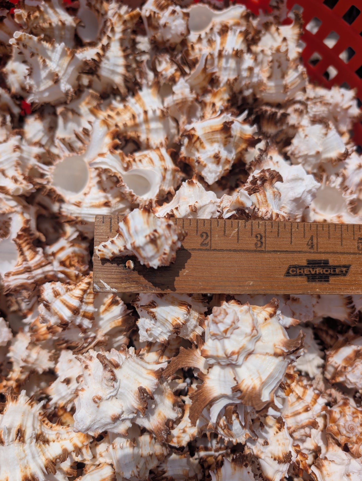 Brown & White Murex Endive Shells (Hexaplex cichoreum)