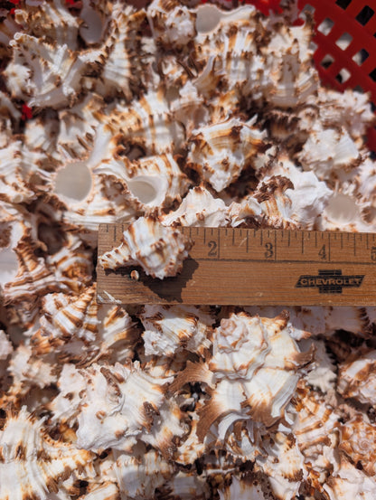 Brown & White Murex Endive Shells (Hexaplex cichoreum)