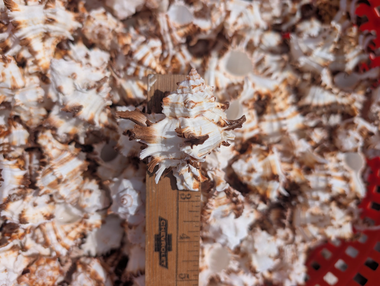 Brown & White Murex Endive Shells (Hexaplex cichoreum)