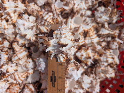 Brown & White Murex Endive Shells (Hexaplex cichoreum)