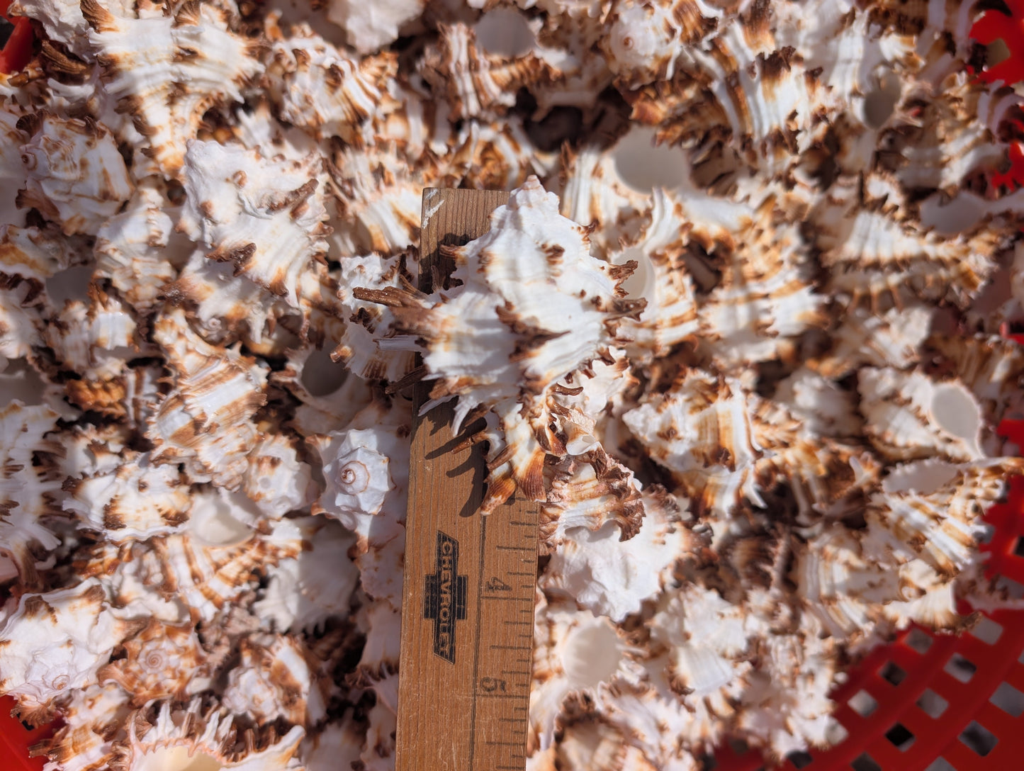 Brown & White Murex Endive Shells (Hexaplex cichoreum)