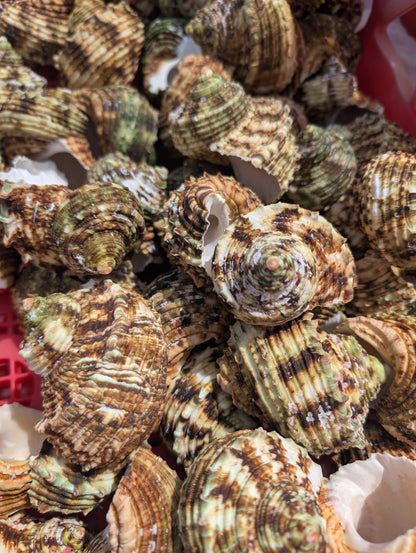 Large Jade Green Turbo