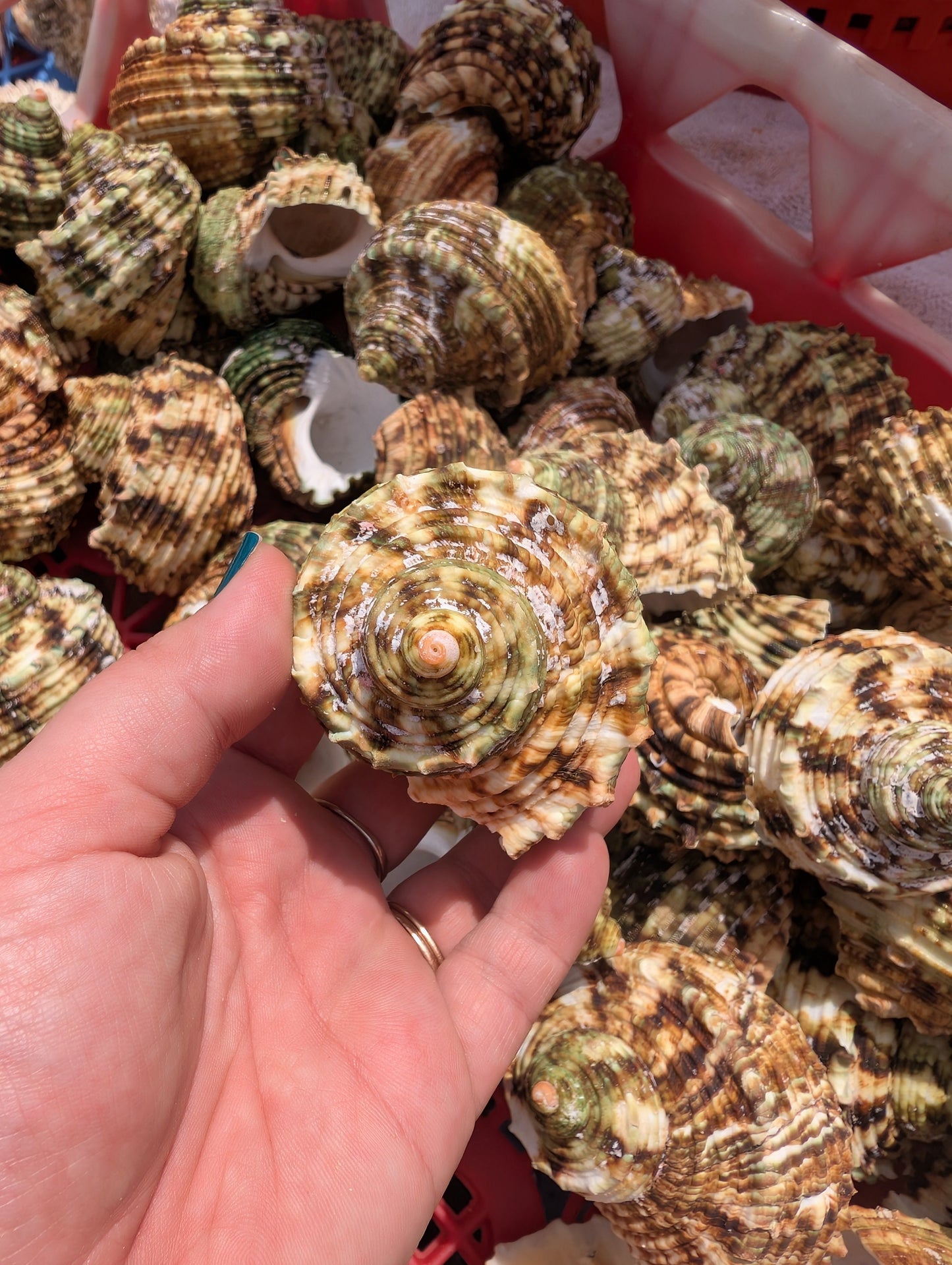 Large Jade Green Turbo