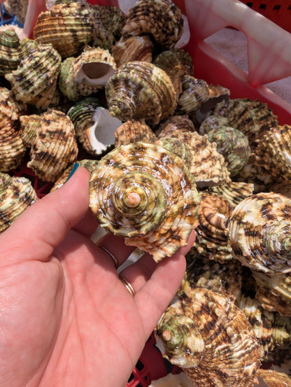 Large Jade Green Turbo