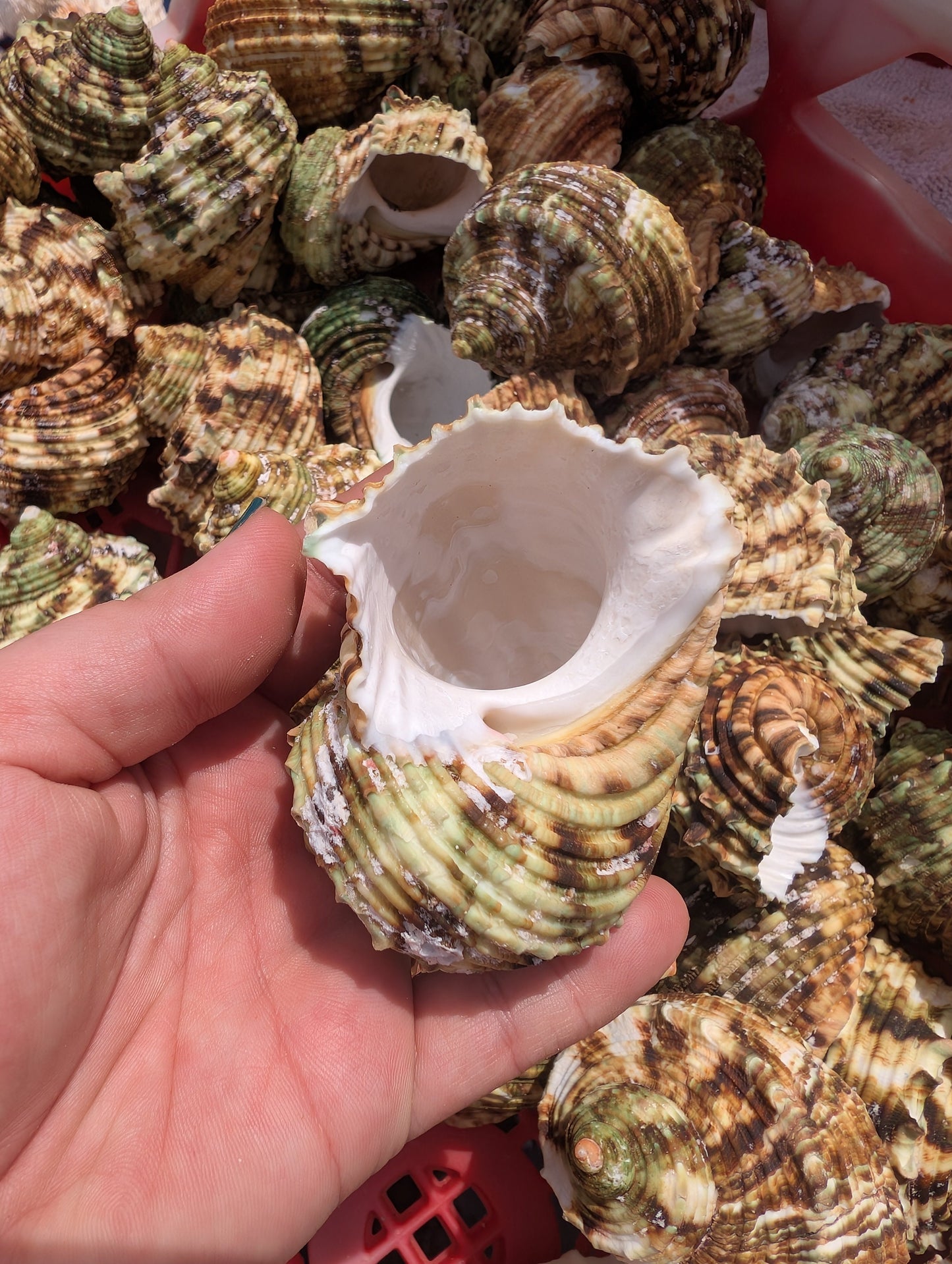 Large Jade Green Turbo