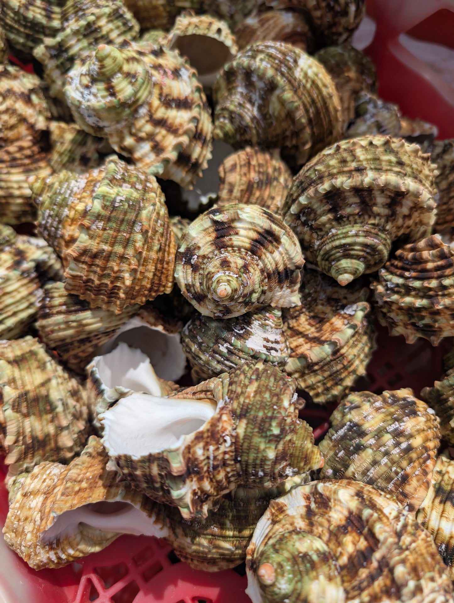 Large Jade Green Turbo