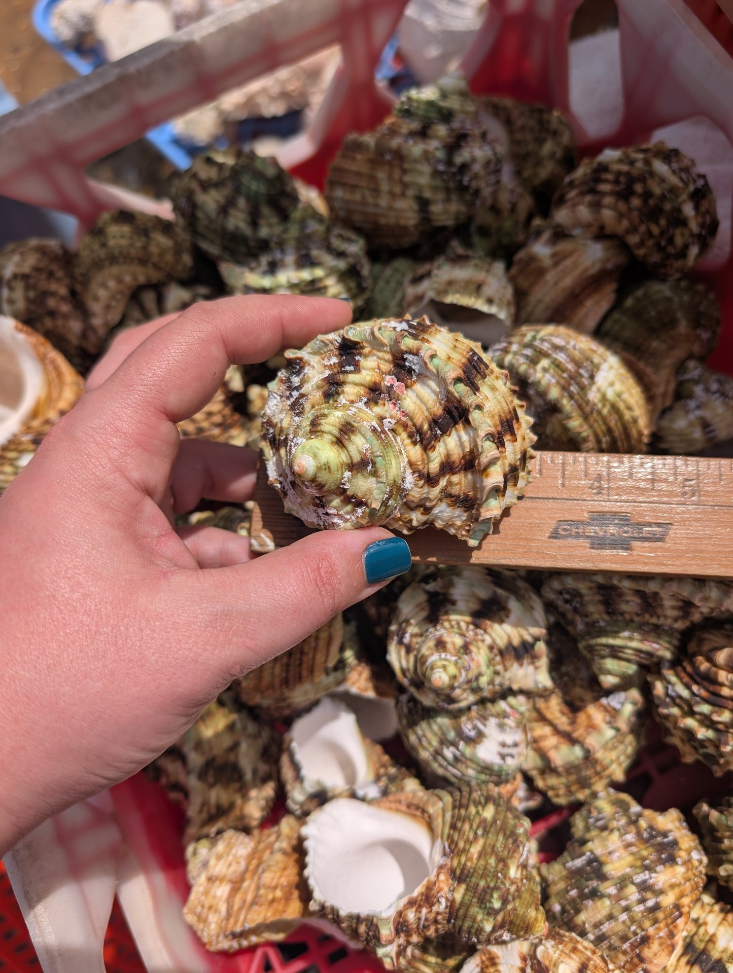 Large Jade Green Turbo