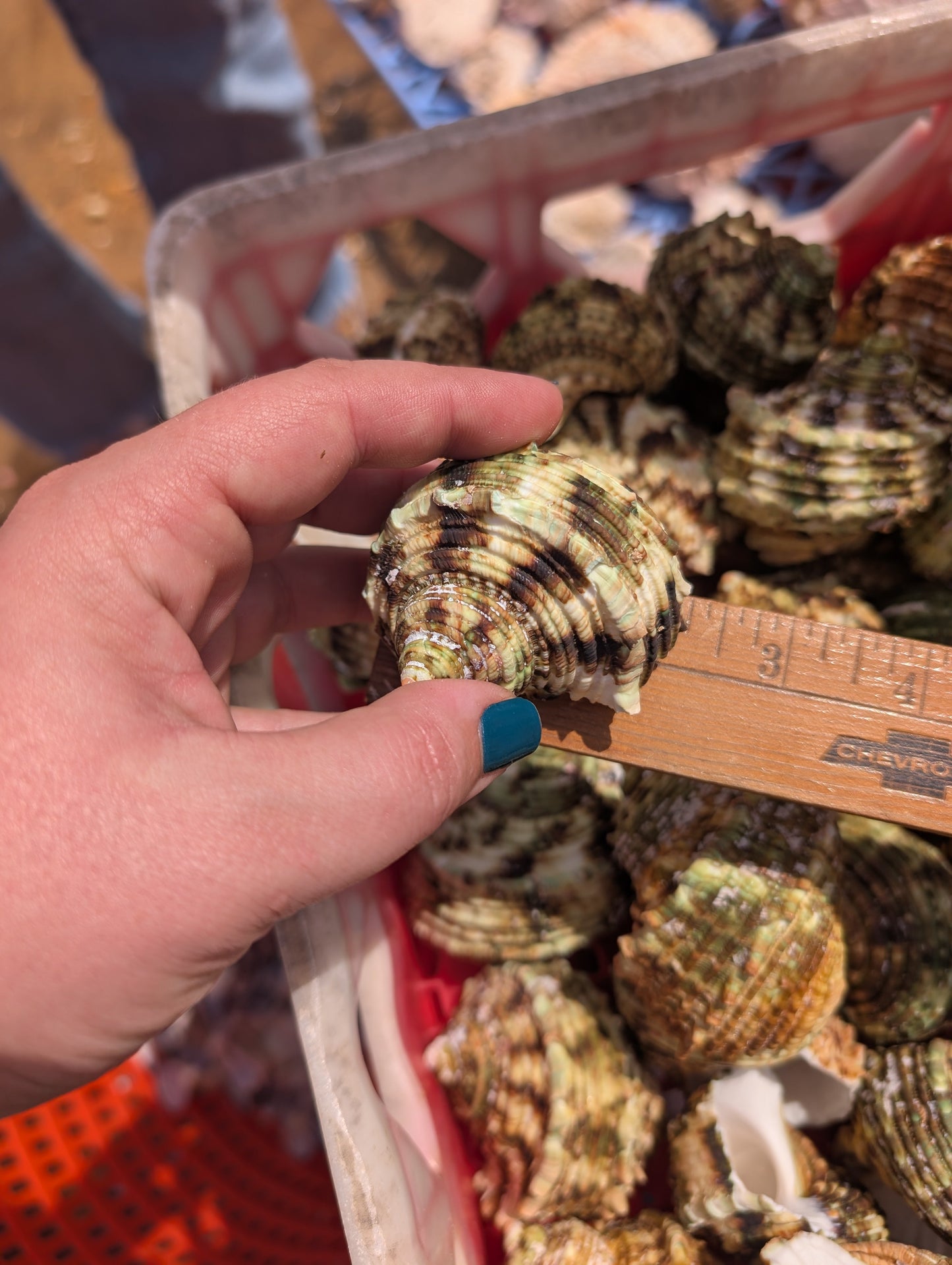 Large Jade Green Turbo