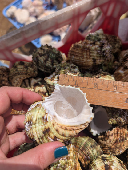 Large Jade Green Turbo