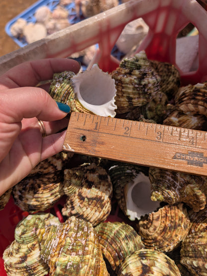 Large Jade Green Turbo