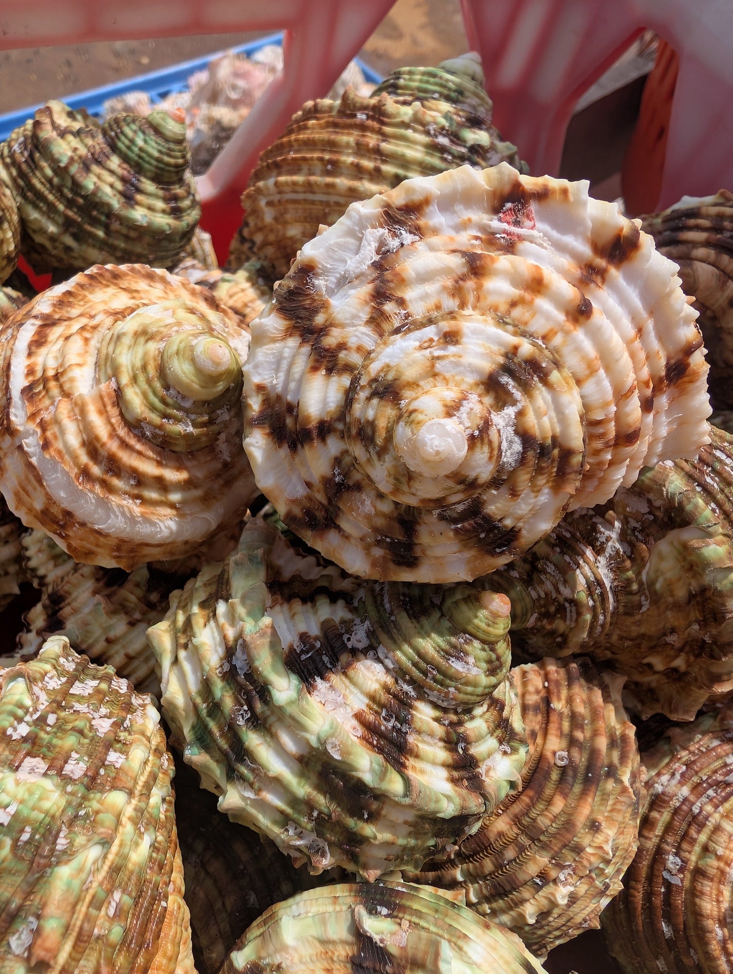 Large Jade Green Turbo