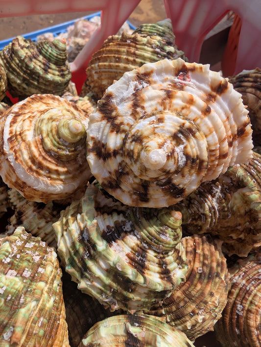 Large Jade Green Turbo