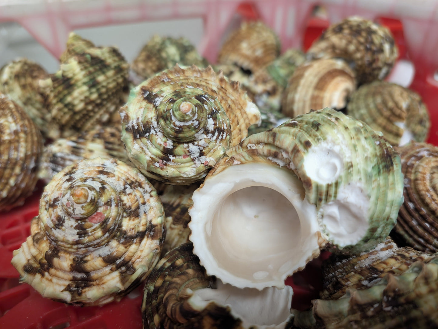 Large Jade Green Turbo