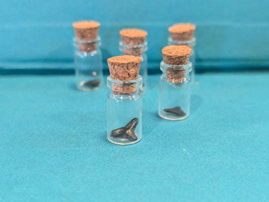 Mini Fossilized Shark Tooth in Glass Bottle with Cork