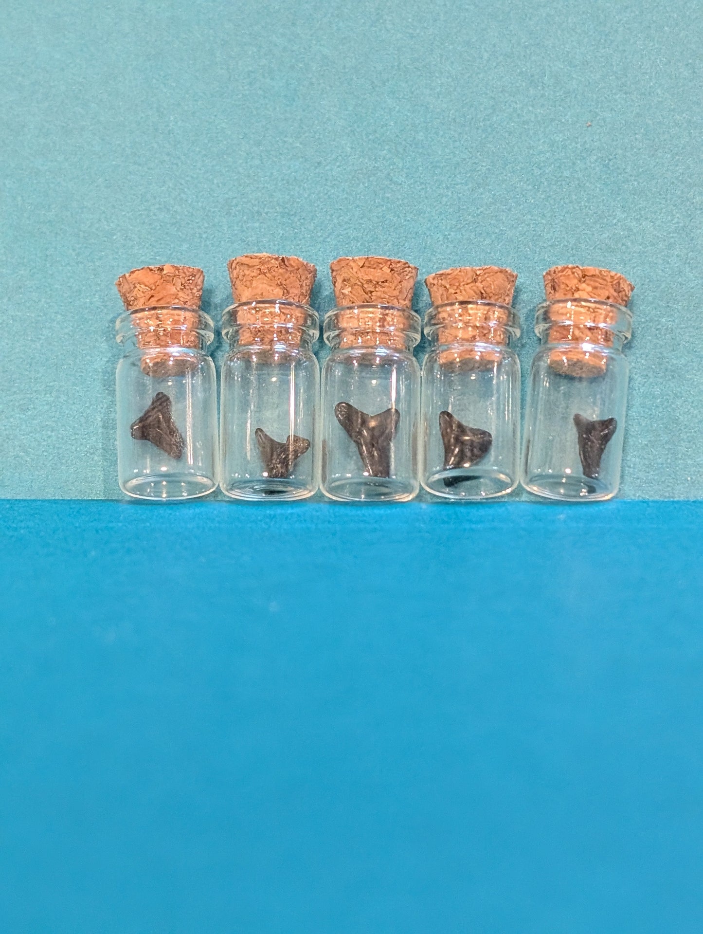 Mini Fossilized Shark Tooth in Glass Bottle with Cork