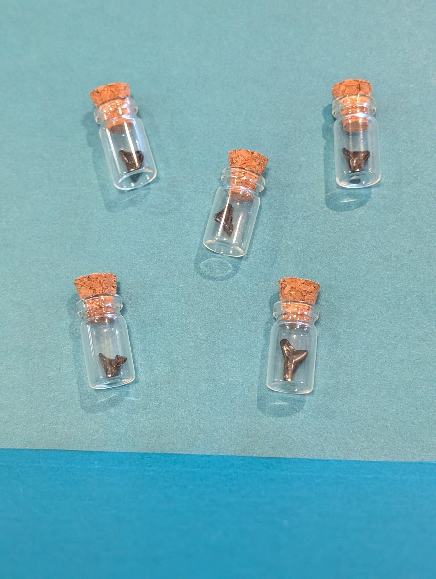 Mini Fossilized Shark Tooth in Glass Bottle with Cork