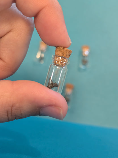 Mini Fossilized Shark Tooth in Glass Bottle with Cork