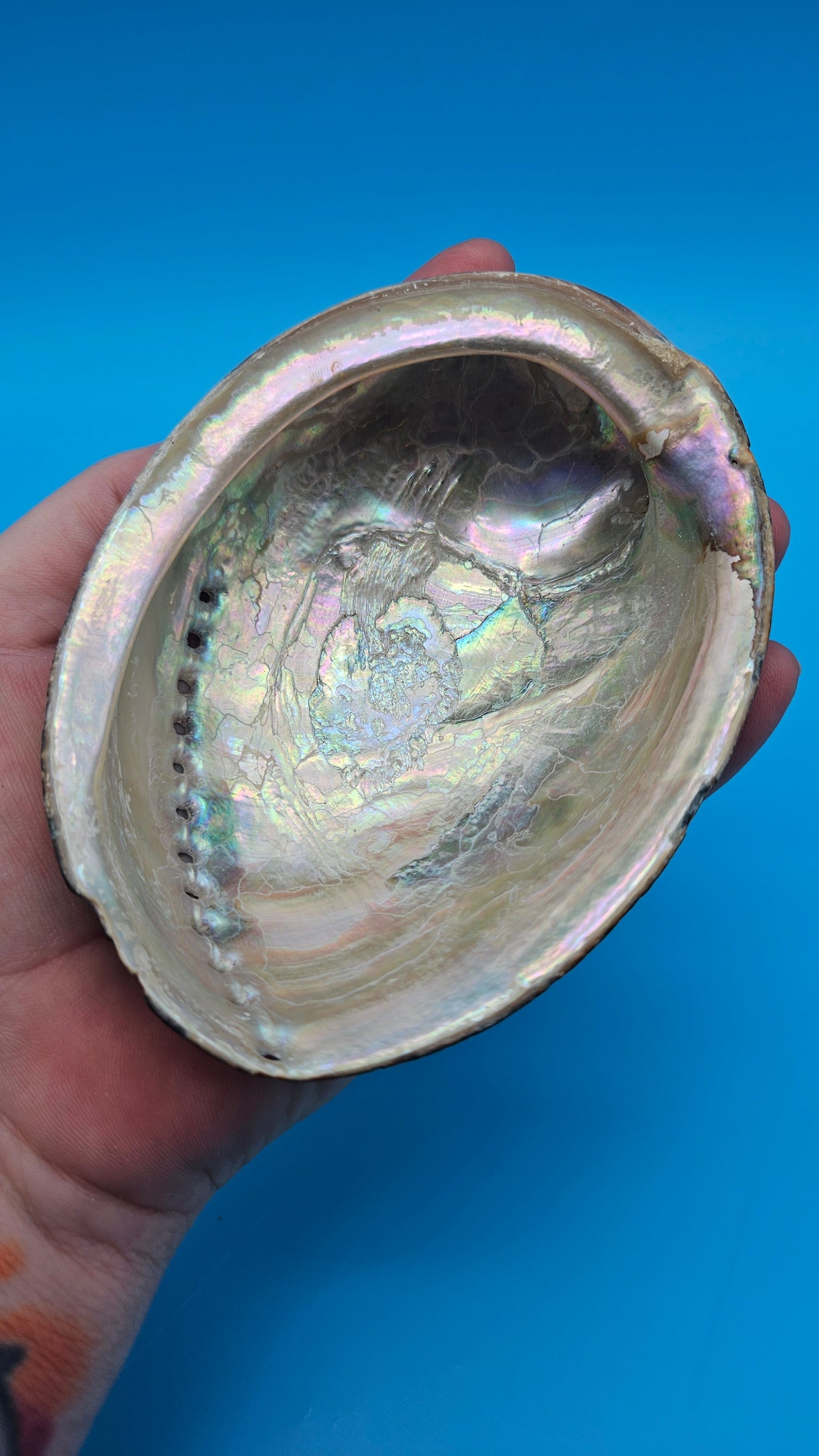 Black Abalone Shell Display – Haliotis cracherodii 4.6"