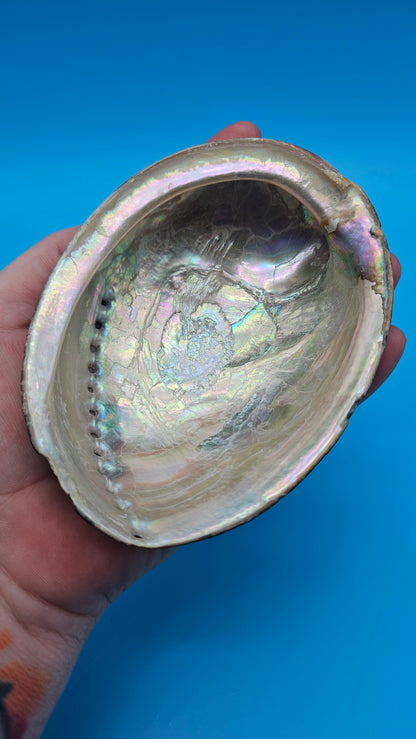 Black Abalone Shell Display – Haliotis cracherodii 4.6"