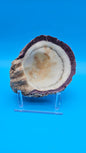 Large Rock Scallop Crassadoma gigantea Display Shell – 6.6"