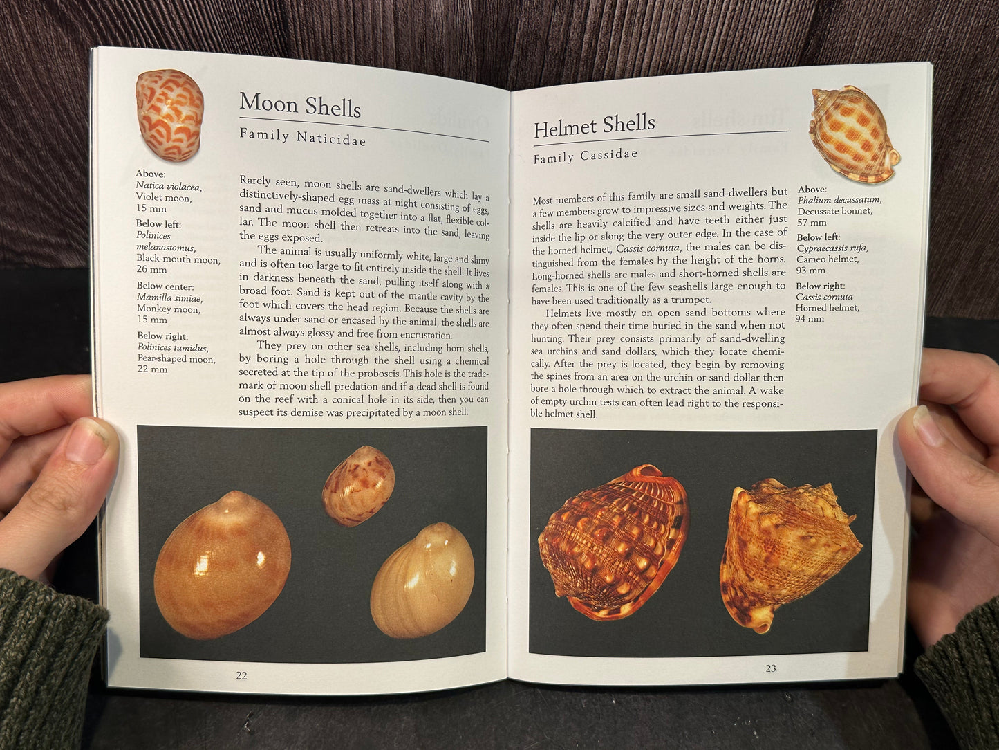 Handy Pocket Guide to Tropical Seashells (Pre-owned Paperback)