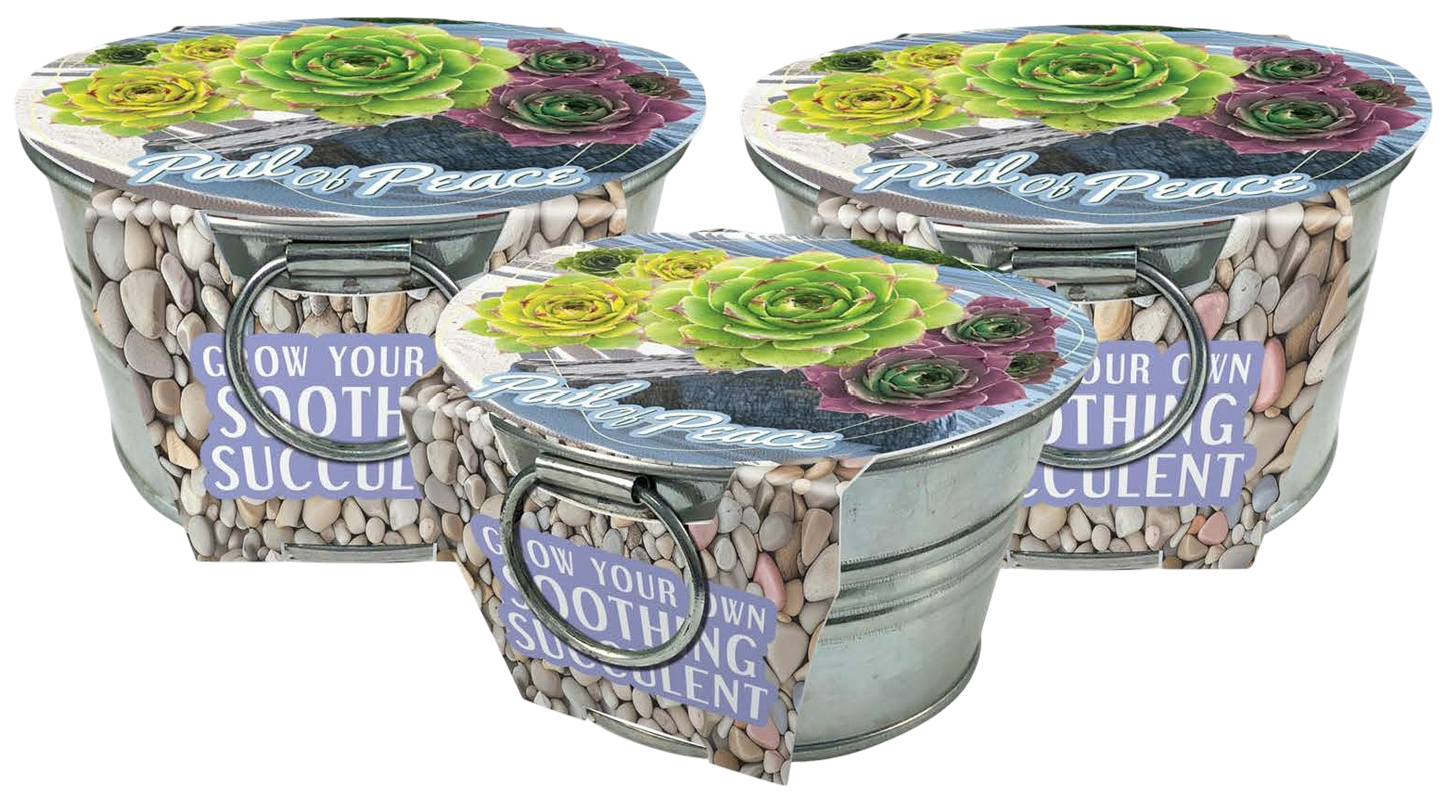 Pail of Peace - Grow Your Own Succulents Multipack of 3
