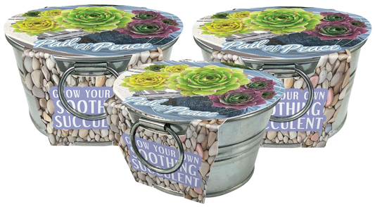 Pail of Peace - Grow Your Own Succulents Multipack of 3