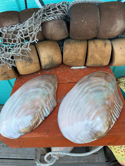 Polished Asian Golden Clam Half 10–11" – Pilsbryoconcha exilis Coastal Display