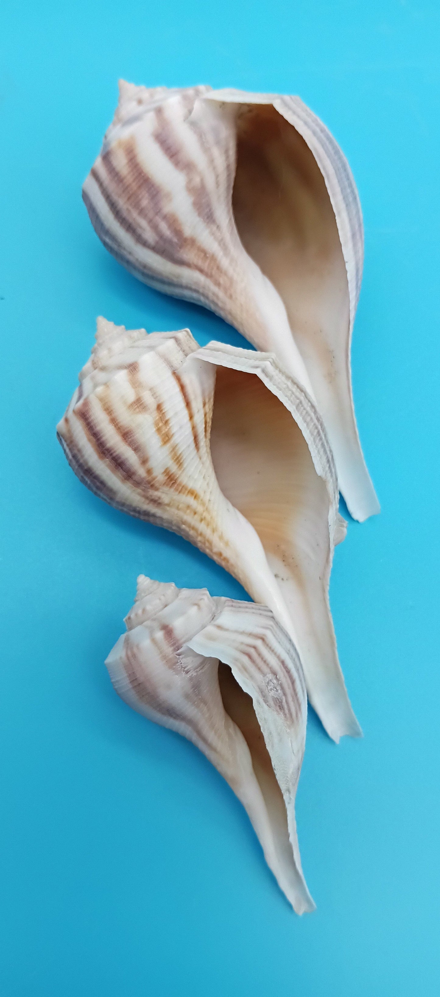 Pear Whelk Shell Trio – Fulguropsis spirata – Coastal Display Shell Decor
