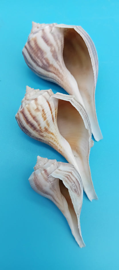 Pear Whelk Shell Trio – Fulguropsis spirata – Coastal Display Shell Decor