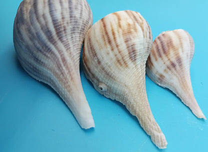 Pear Whelk Shell Trio – Fulguropsis spirata – Coastal Display Shell Decor