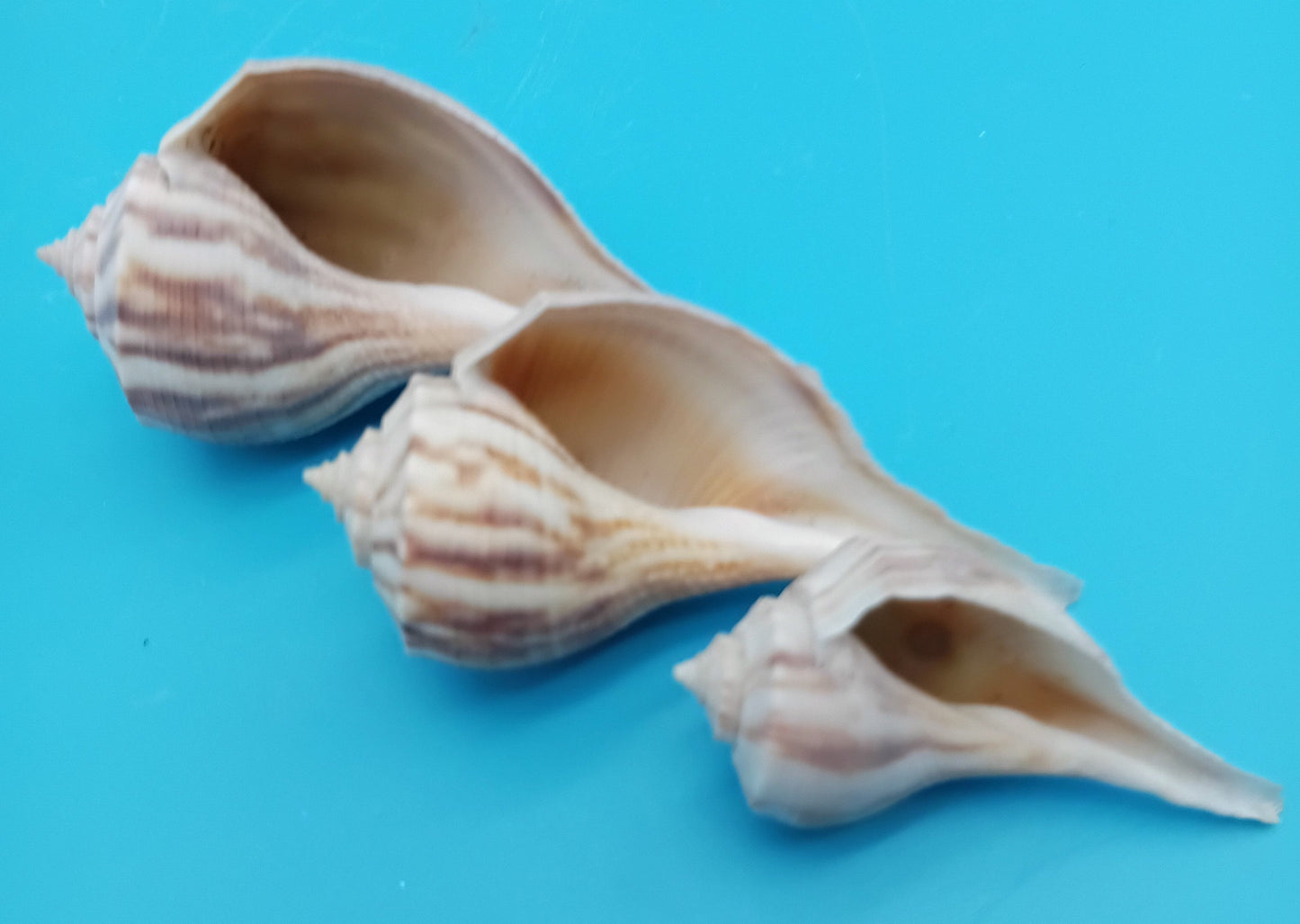 Pear Whelk Shell Trio – Fulguropsis spirata – Coastal Display Shell Decor