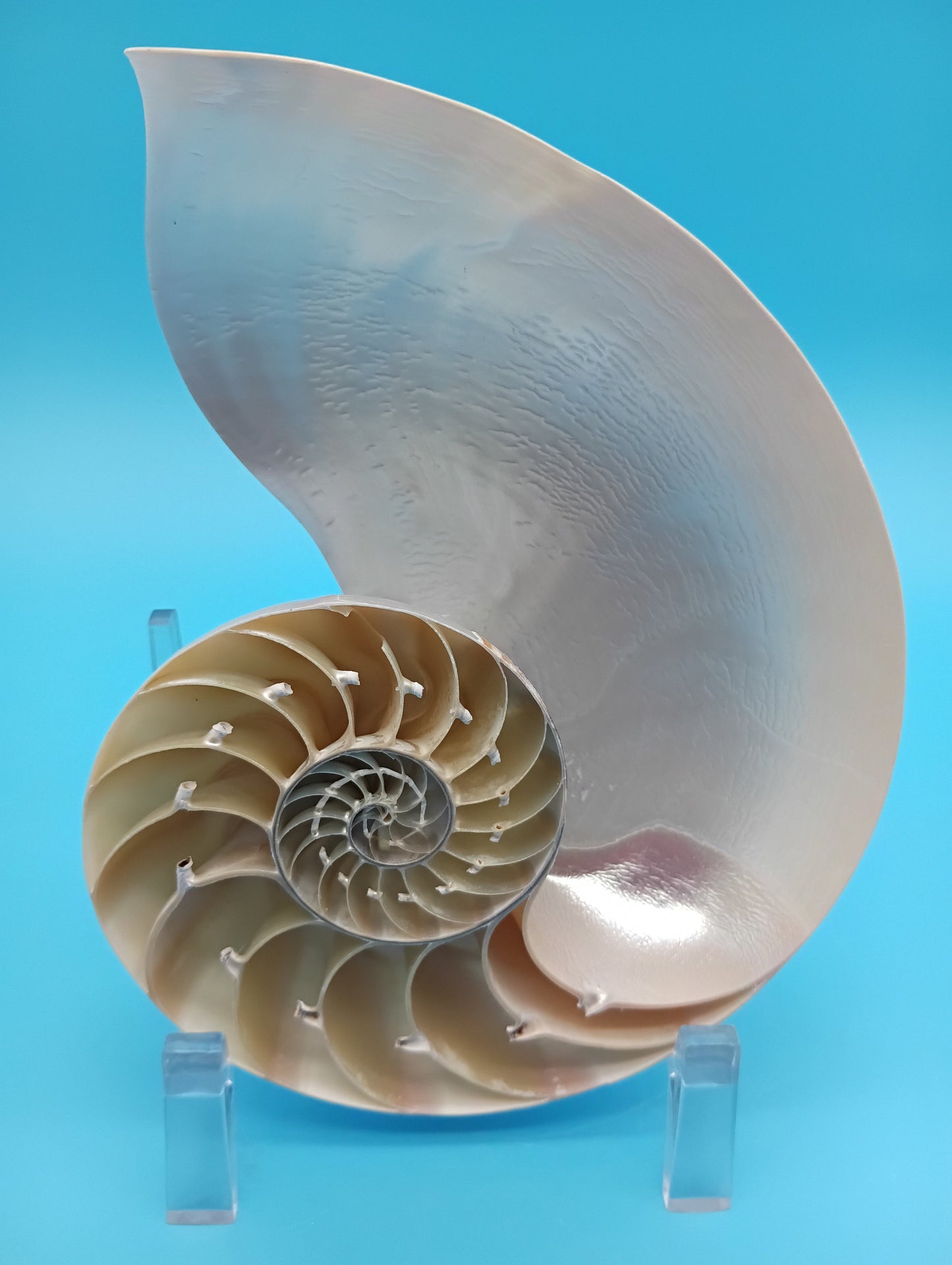 6.5" Pearl Nautilus Shell Halves Set – Polished Display Shells for Coastal Decor (Nautilus pompilius)