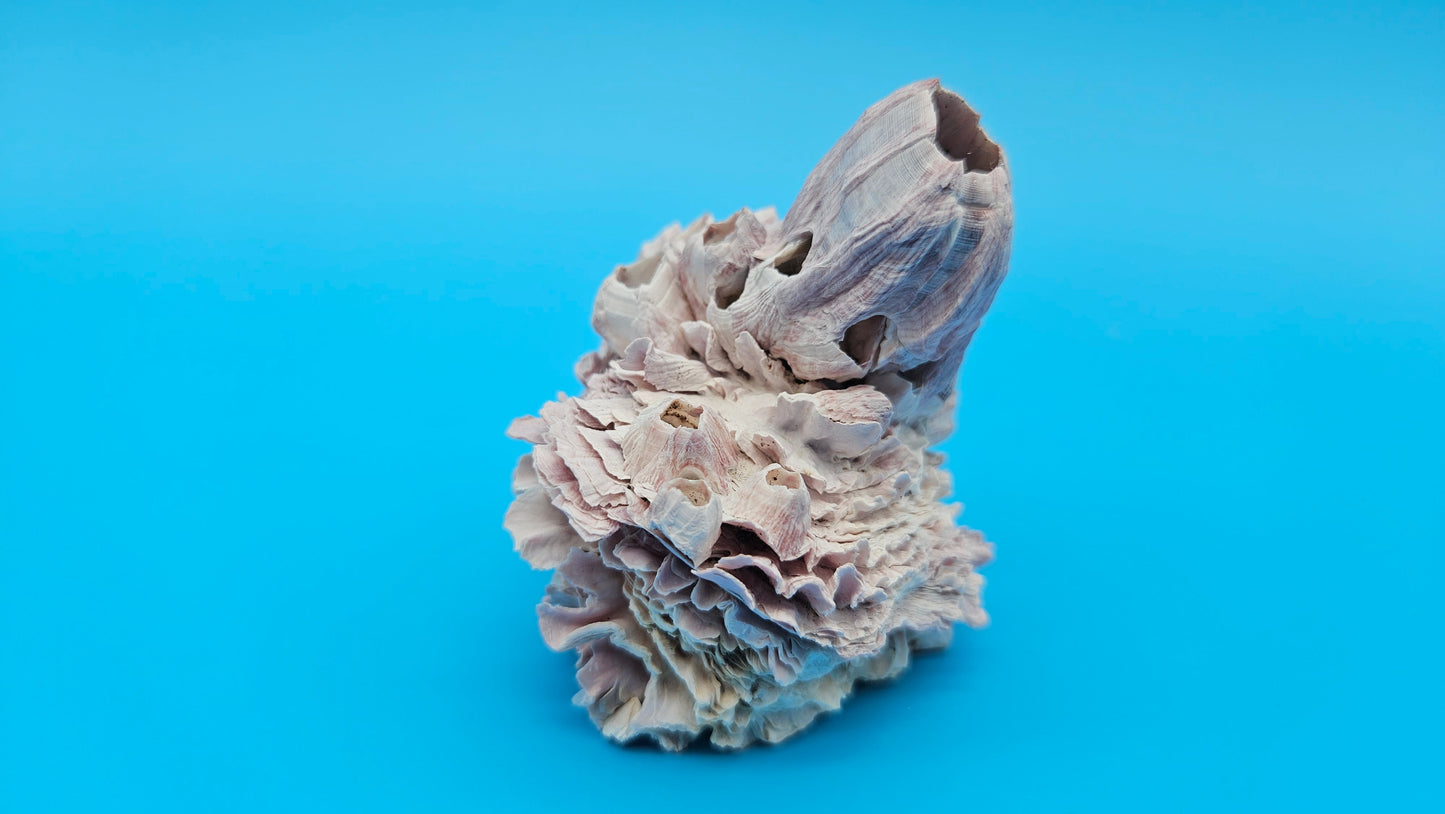 Barnacle with Jewel Box Display – Small Coastal Decor Specimen