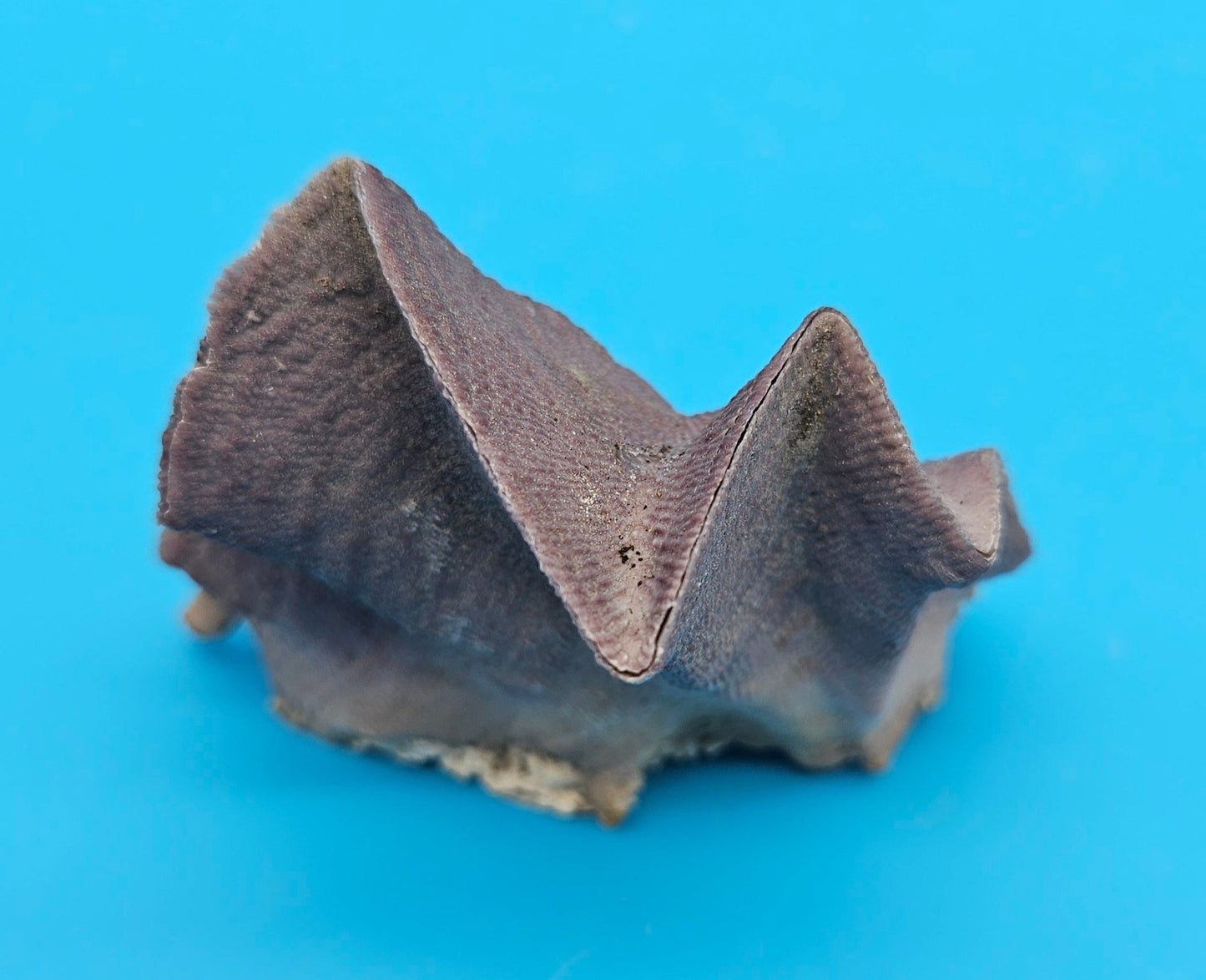 Mini Cockscomb (Zigzag) Oyster – Lopha cristagalli 2.7"