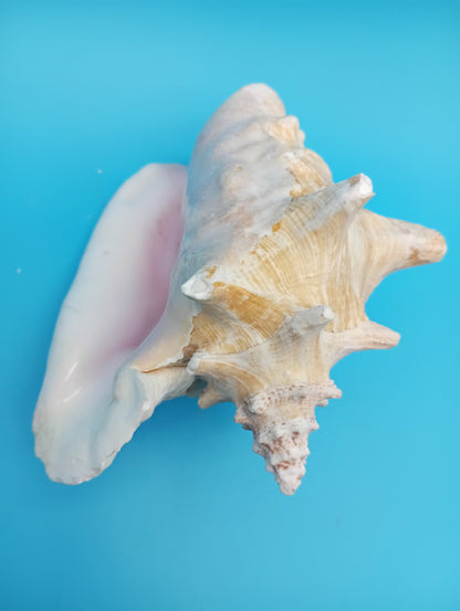 6.6" Pierced Queen Conch Display Shell –  Strombus gigas