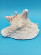 6.6" Pierced Queen Conch Display Shell –  Strombus gigas