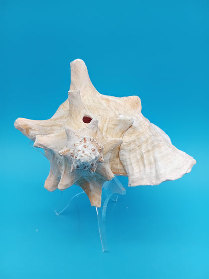 6.6" Pierced Queen Conch Display Shell –  Strombus gigas
