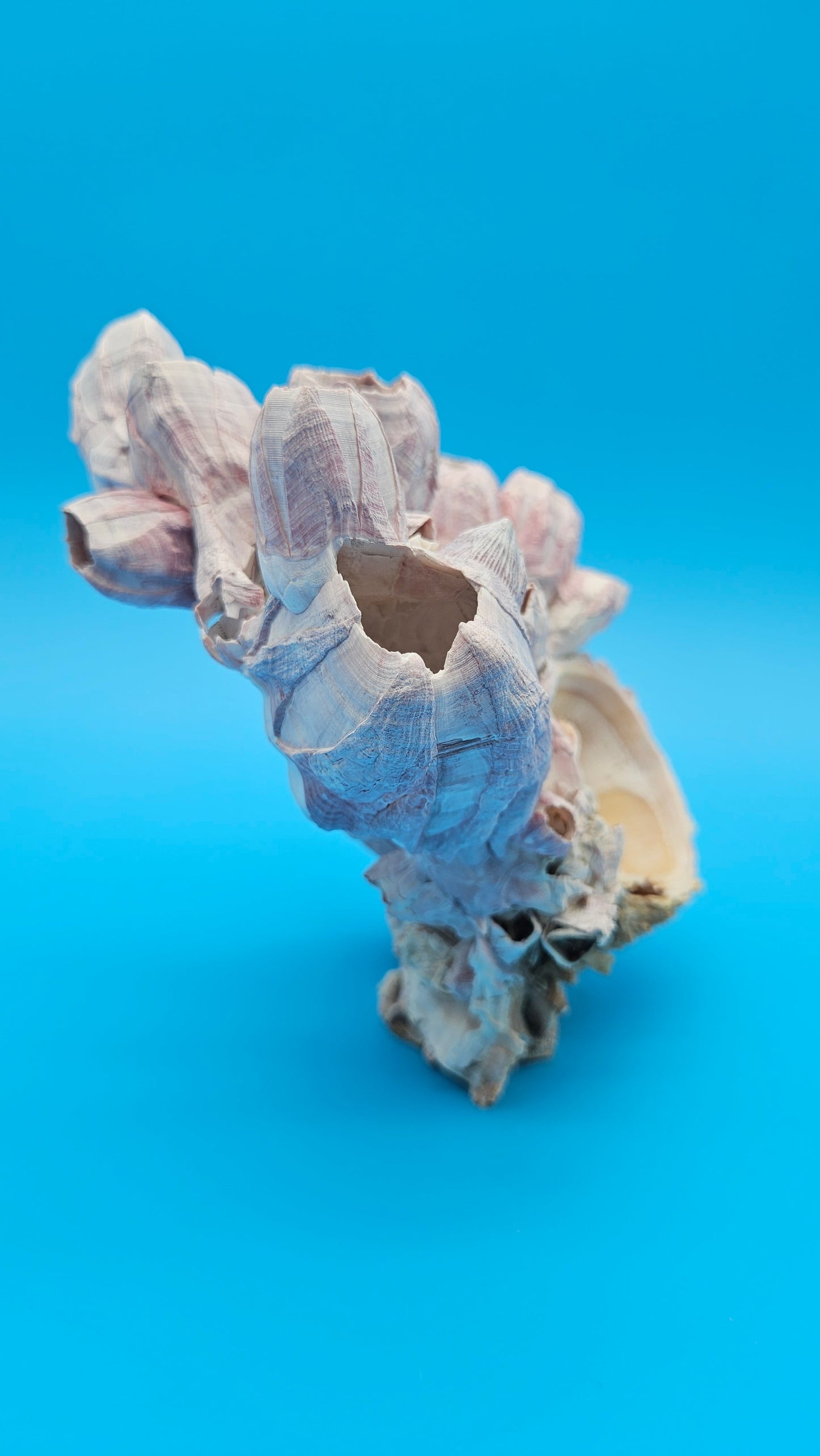 Barnacle Bloom with Scallop Display – Natural Coastal Home Decor Specimen